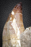 07593 - Top Huge Rooted 5.90 Inch Mosasaur (Prognathodon anceps) Tooth in Matrix