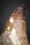 07593 - Top Huge Rooted 5.90 Inch Mosasaur (Prognathodon anceps) Tooth in Matrix