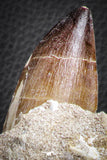 07593 - Top Huge Rooted 5.90 Inch Mosasaur (Prognathodon anceps) Tooth in Matrix