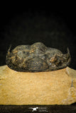 30599 - Top Well Prepared "Flying" 2.85 Inch  Zlichovaspis rugosa Lower Devonian Trilobite