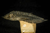 30599 - Top Well Prepared "Flying" 2.85 Inch  Zlichovaspis rugosa Lower Devonian Trilobite