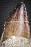 07593 - Top Huge Rooted 5.90 Inch Mosasaur (Prognathodon anceps) Tooth in Matrix