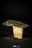 30599 - Top Well Prepared "Flying" 2.85 Inch  Zlichovaspis rugosa Lower Devonian Trilobite