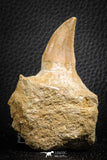 07594 - Top 3.34 Inch Mosasaur (Prognathodon anceps) Partial Jaw (Preserved Replacement Emerging Germ Tooth)