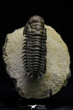 21563 - Gorgeous 3.13 Inch Crotalocephalina (Crotalocephalus) gibbus Lower Devonian Trilobite