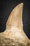 07594 - Top 3.34 Inch Mosasaur (Prognathodon anceps) Partial Jaw (Preserved Replacement Emerging Germ Tooth)