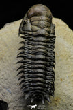 21563 - Gorgeous 3.13 Inch Crotalocephalina (Crotalocephalus) gibbus Lower Devonian Trilobite