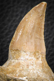 07594 - Top 3.34 Inch Mosasaur (Prognathodon anceps) Partial Jaw (Preserved Replacement Emerging Germ Tooth)