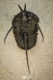 30600 - Beautiful Association 2 "Devil Horned" Cyphaspis walteri + Gerastos sp Devonian Trilobites