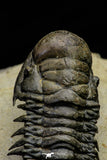 21563 - Gorgeous 3.13 Inch Crotalocephalina (Crotalocephalus) gibbus Lower Devonian Trilobite