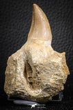 07594 - Top 3.34 Inch Mosasaur (Prognathodon anceps) Partial Jaw (Preserved Replacement Emerging Germ Tooth)