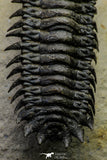 21563 - Gorgeous 3.13 Inch Crotalocephalina (Crotalocephalus) gibbus Lower Devonian Trilobite