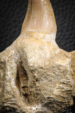 07594 - Top 3.34 Inch Mosasaur (Prognathodon anceps) Partial Jaw (Preserved Replacement Emerging Germ Tooth)