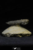 21563 - Gorgeous 3.13 Inch Crotalocephalina (Crotalocephalus) gibbus Lower Devonian Trilobite