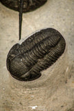 30600 - Beautiful Association 2 "Devil Horned" Cyphaspis walteri + Gerastos sp Devonian Trilobites