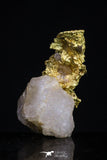 20478 - Top Beautiful Native Gold In Its Hydrothermal Quartz Matrix New Location Aouserd Occidental Sahara
