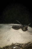 30600 - Beautiful Association 2 "Devil Horned" Cyphaspis walteri + Gerastos sp Devonian Trilobites