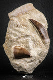 07595 - Insane Association Prognathodon anceps (Mosasaur) Tooth + Zarafasaura oceanis (Elasmosaur) Tooth