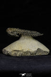 21563 - Gorgeous 3.13 Inch Crotalocephalina (Crotalocephalus) gibbus Lower Devonian Trilobite