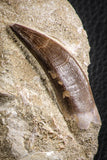 07595 - Insane Association Prognathodon anceps (Mosasaur) Tooth + Zarafasaura oceanis (Elasmosaur) Tooth