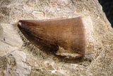 07595 - Insane Association Prognathodon anceps (Mosasaur) Tooth + Zarafasaura oceanis (Elasmosaur) Tooth