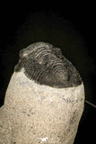 30600 - Beautiful Association 2 "Devil Horned" Cyphaspis walteri + Gerastos sp Devonian Trilobites