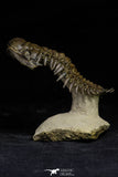 21564 - Gorgeous 3.25 Inch Crotalocephalina (Crotalocephalus) gibbus Lower Devonian Trilobite