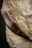 07595 - Insane Association Prognathodon anceps (Mosasaur) Tooth + Zarafasaura oceanis (Elasmosaur) Tooth