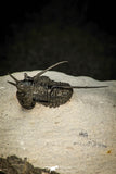 30600 - Beautiful Association 2 "Devil Horned" Cyphaspis walteri + Gerastos sp Devonian Trilobites