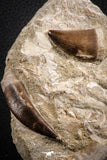 07595 - Insane Association Prognathodon anceps (Mosasaur) Tooth + Zarafasaura oceanis (Elasmosaur) Tooth