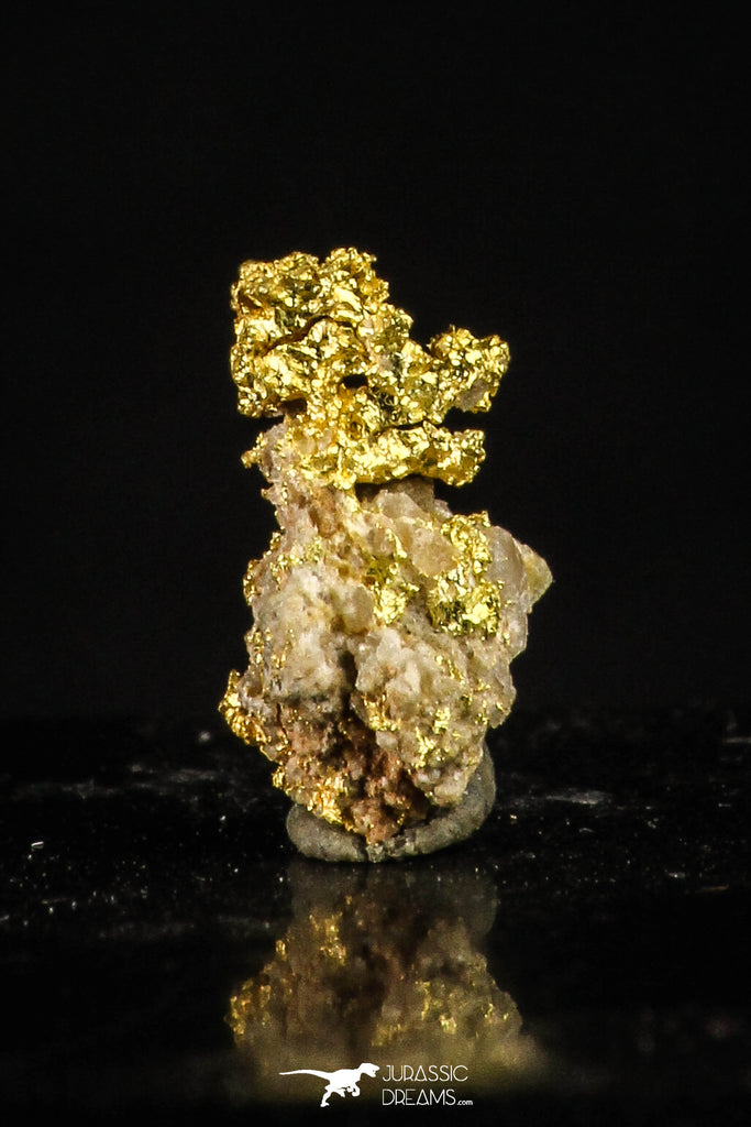 20479 - Top Beautiful Native Gold In Its Hydrothermal Quartz Matrix New Location Aouserd Occidental Sahara