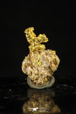 20479 - Top Beautiful Native Gold In Its Hydrothermal Quartz Matrix New Location Aouserd Occidental Sahara