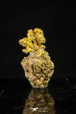 20479 - Top Beautiful Native Gold In Its Hydrothermal Quartz Matrix New Location Aouserd Occidental Sahara