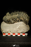30601 - Top Huge Spiny 4.26 Inch Drotops armatus Middle Devonian Trilobite