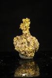 20479 - Top Beautiful Native Gold In Its Hydrothermal Quartz Matrix New Location Aouserd Occidental Sahara