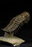 21564 - Gorgeous 3.25 Inch Crotalocephalina (Crotalocephalus) gibbus Lower Devonian Trilobite