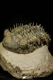 30601 - Top Huge Spiny 4.26 Inch Drotops armatus Middle Devonian Trilobite