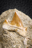 07597 - Premium Quality 0.76 Inch Cretolamna maroccana (mackerel shark) Tooth in Matrix