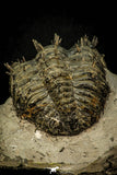 30601 - Top Huge Spiny 4.26 Inch Drotops armatus Middle Devonian Trilobite