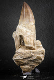 07598 - Top 4.87 Inch Mosasaur (Prognathodon anceps) Rooted Tooth ( & Preserved Replacement Emerging Germ Tooth)