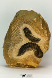 30656 - Beautiful Association of 2 Crotalocephalina (Crotalocephalus) gibbus Lower Devonian Trilobites