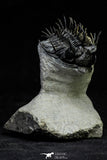 21565 - Museum Grade Spiny 1.56 Inch Comura bultyncki Middle Devonian