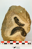 30656 - Beautiful Association of 2 Crotalocephalina (Crotalocephalus) gibbus Lower Devonian Trilobites