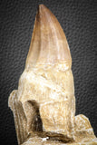 07598 - Top 4.87 Inch Mosasaur (Prognathodon anceps) Rooted Tooth ( & Preserved Replacement Emerging Germ Tooth)