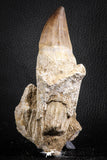 07598 - Top 4.87 Inch Mosasaur (Prognathodon anceps) Rooted Tooth ( & Preserved Replacement Emerging Germ Tooth)