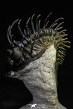 21565 - Museum Grade Spiny 1.56 Inch Comura bultyncki Middle Devonian