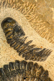 30656 - Beautiful Association of 2 Crotalocephalina (Crotalocephalus) gibbus Lower Devonian Trilobites