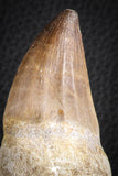 07598 - Top 4.87 Inch Mosasaur (Prognathodon anceps) Rooted Tooth ( & Preserved Replacement Emerging Germ Tooth)