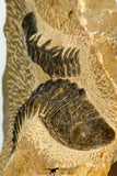 30656 - Beautiful Association of 2 Crotalocephalina (Crotalocephalus) gibbus Lower Devonian Trilobites