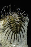 21565 - Museum Grade Spiny 1.56 Inch Comura bultyncki Middle Devonian